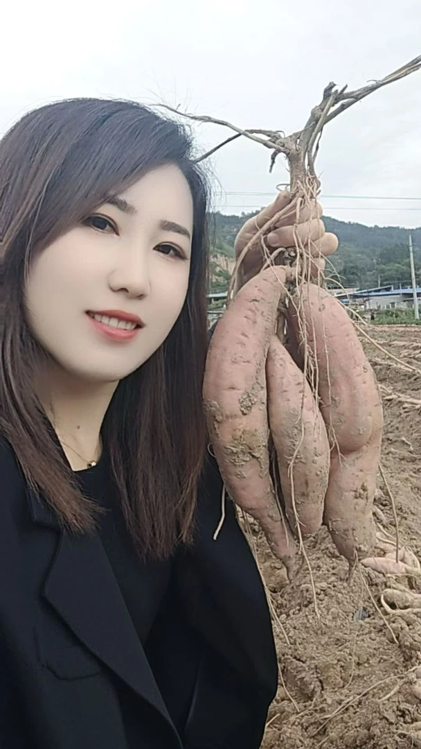 陕北延长沙地红薯新鲜现挖软糯香甜
