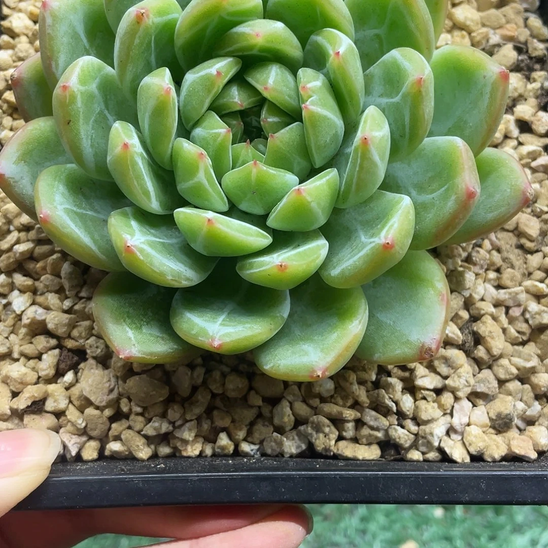 011一物一一拍一拍
