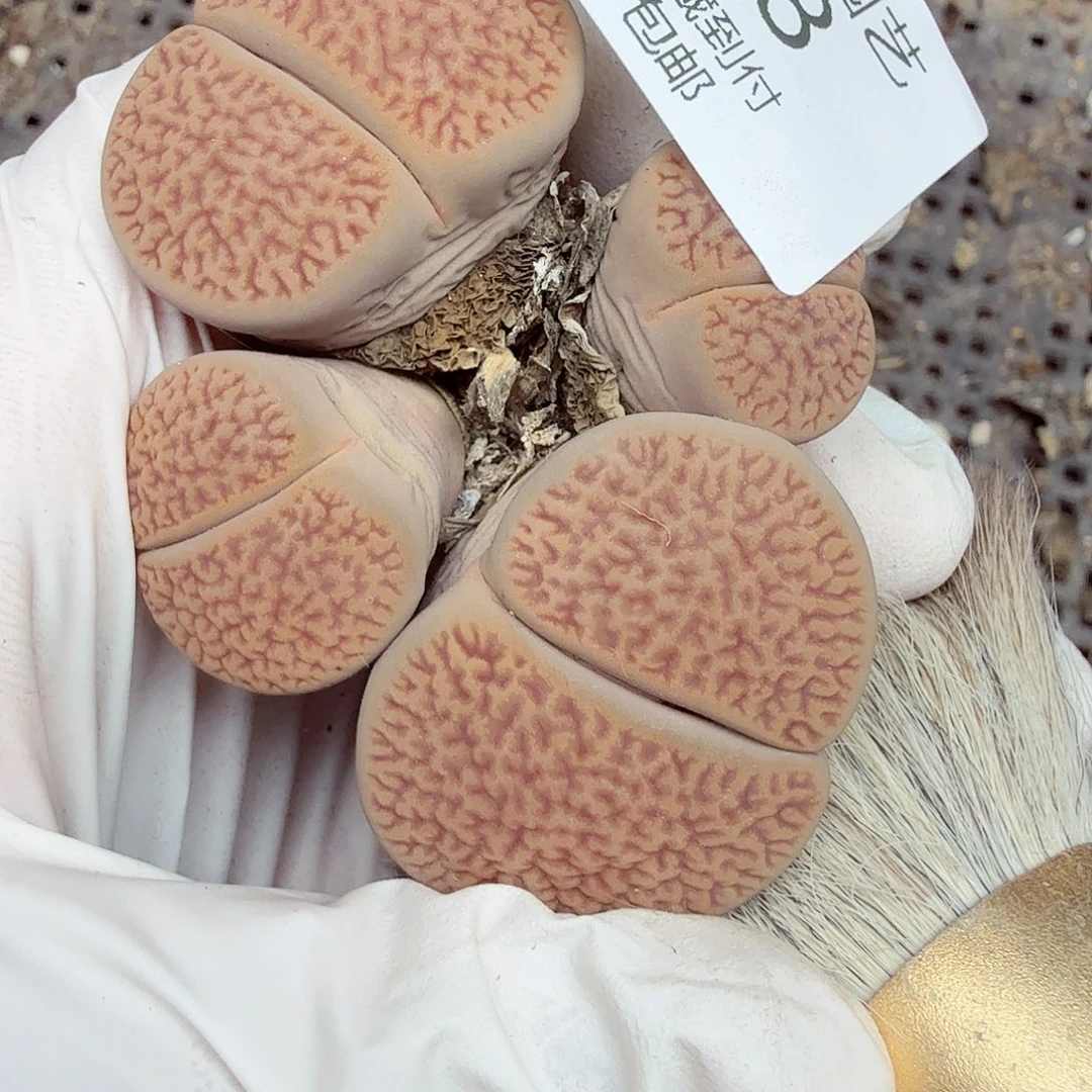 我就觉得他挺会撩得318好