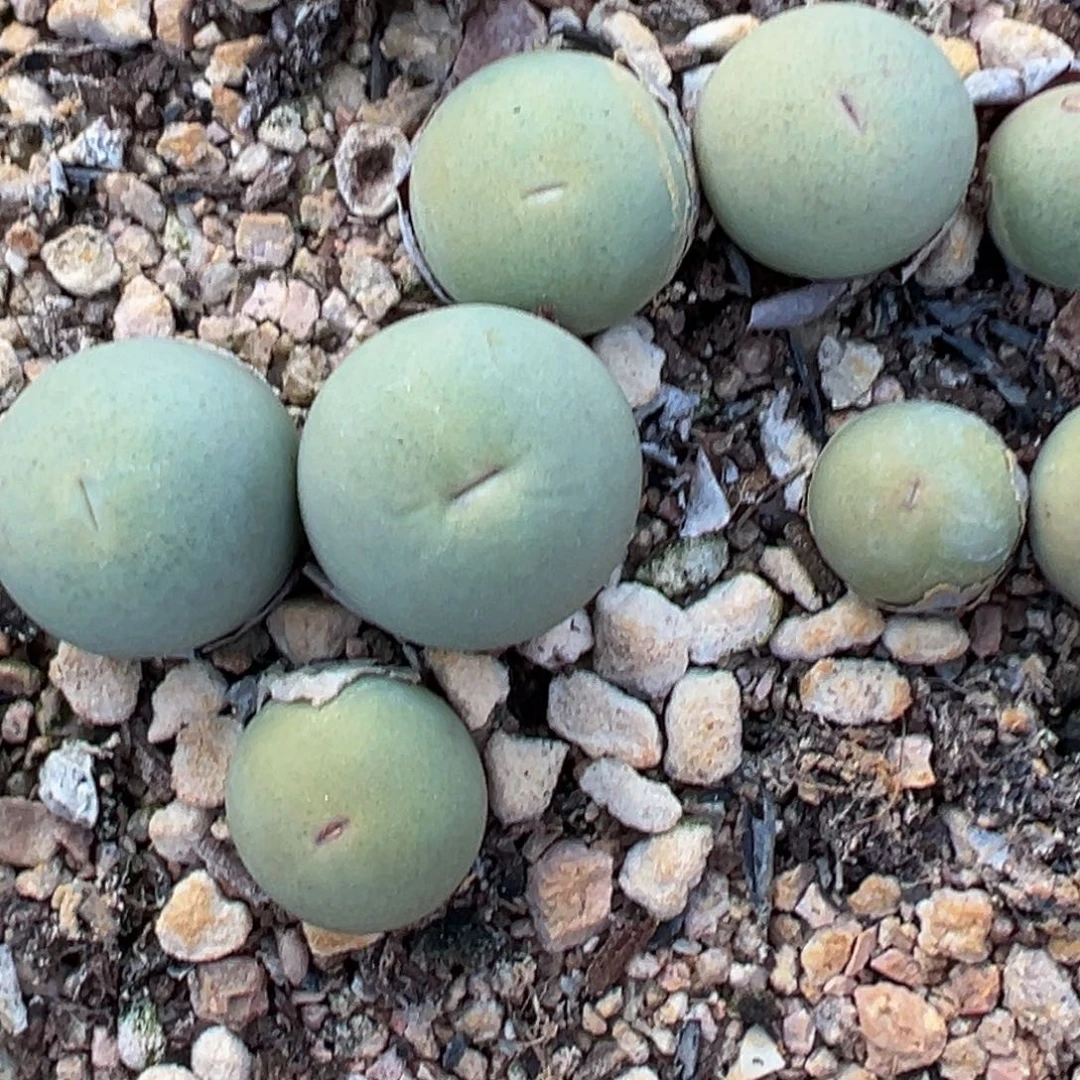 v嘴多肉植物111111111111111