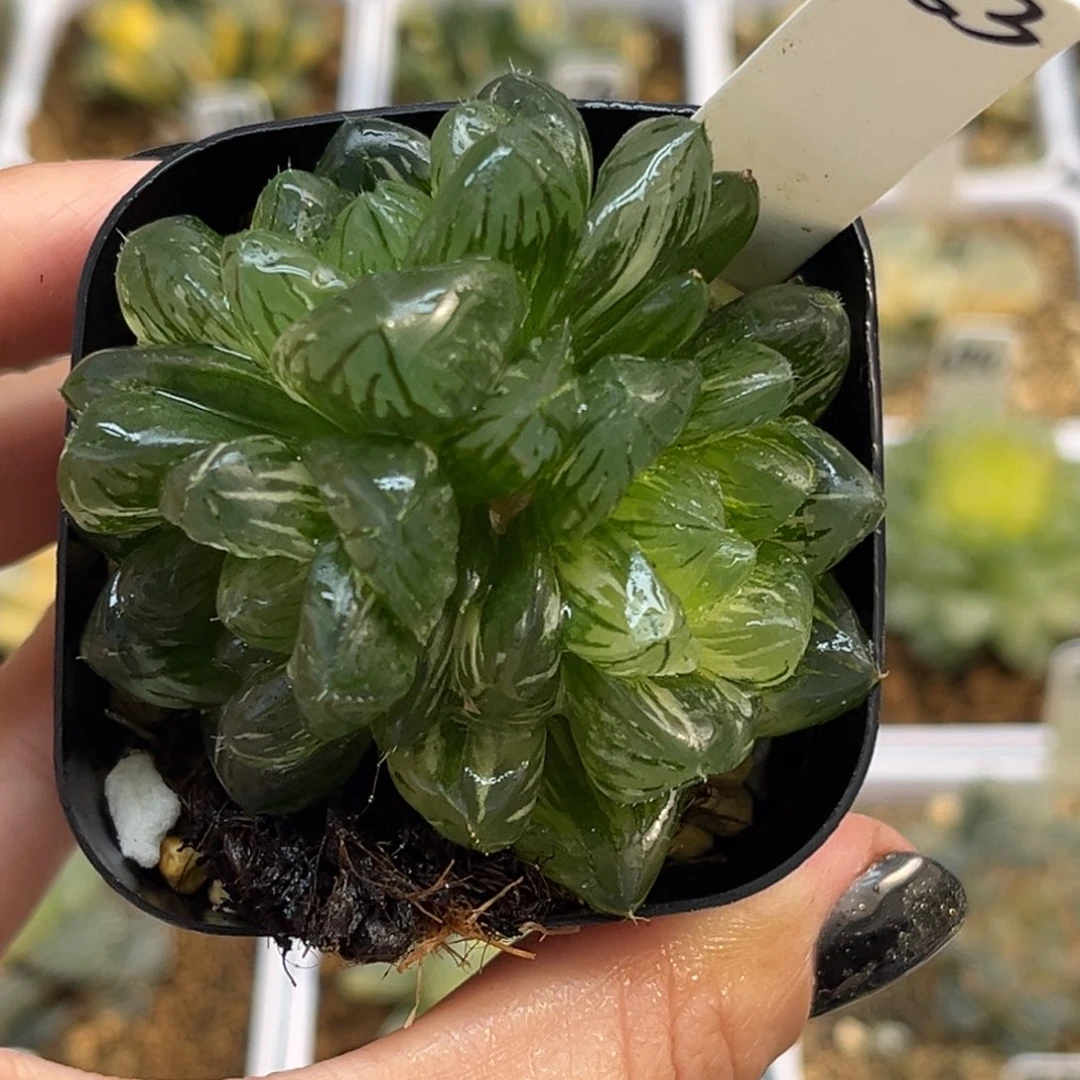 83三头龙鳞玉露锦fulizhuanc