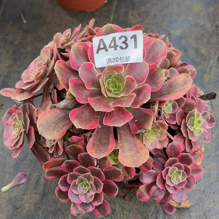 瑞妈多肉植物，431凤冠