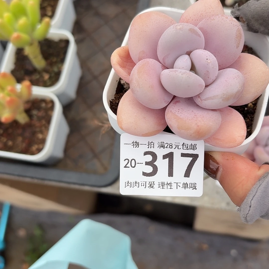 粉兔无盆土发货无
