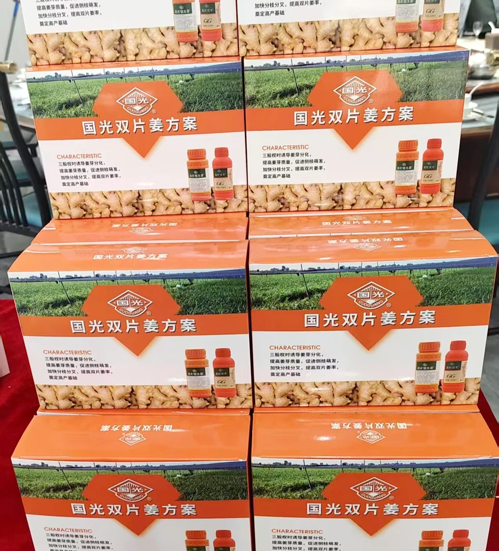 国光双片姜方案三股杈时诱导姜芽分化加快分枝分叉提高双片姜率