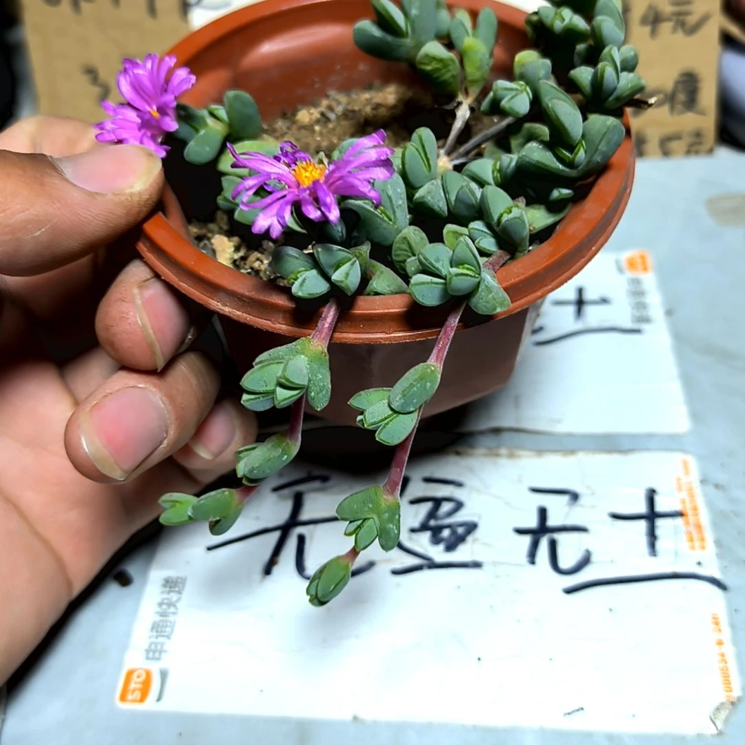 满6元包邮，碧玉莲大颗，裸根