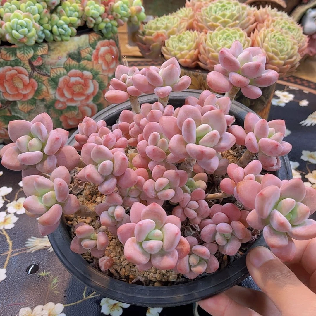 韩版樱花洛神多肉
