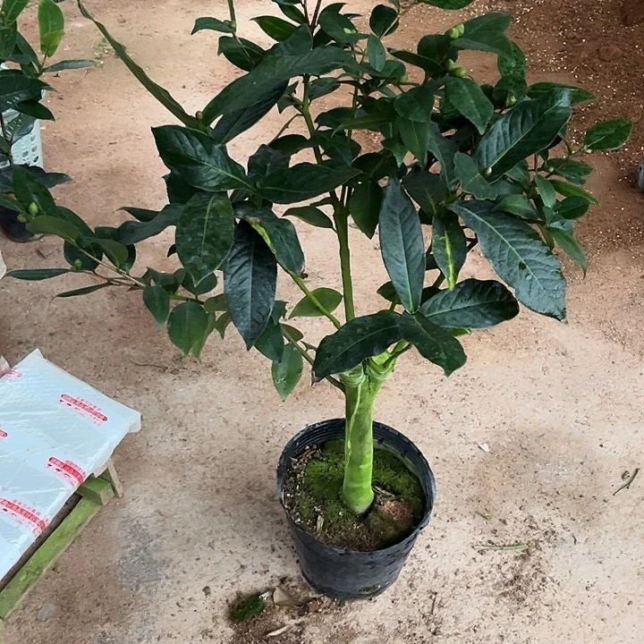 当前无花栽培后可以开花香妃嫁接抱茎