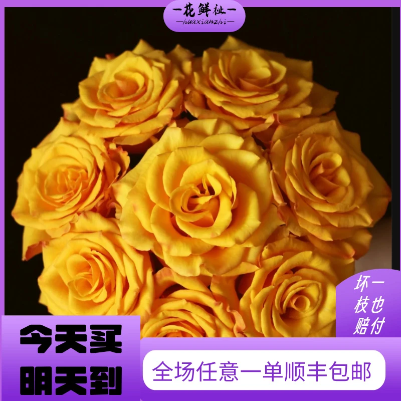 花鲜祉【辉煌10枝/束】新鲜包邮到家次日达遇难直采直发