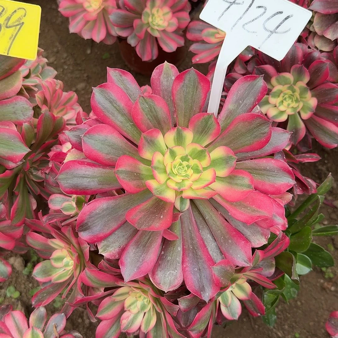 4124桃夭多肉法师多肉