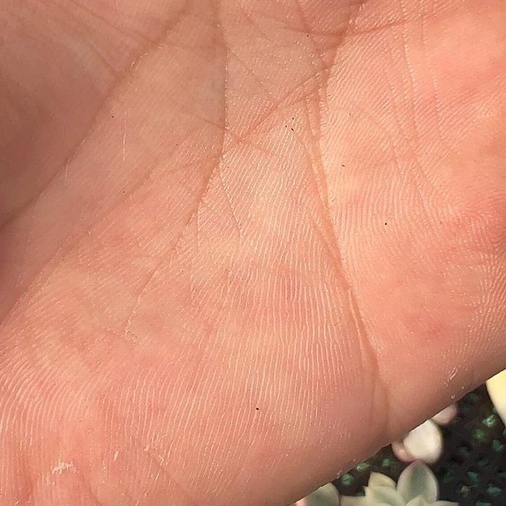依***托月亮石锦多肉植物
