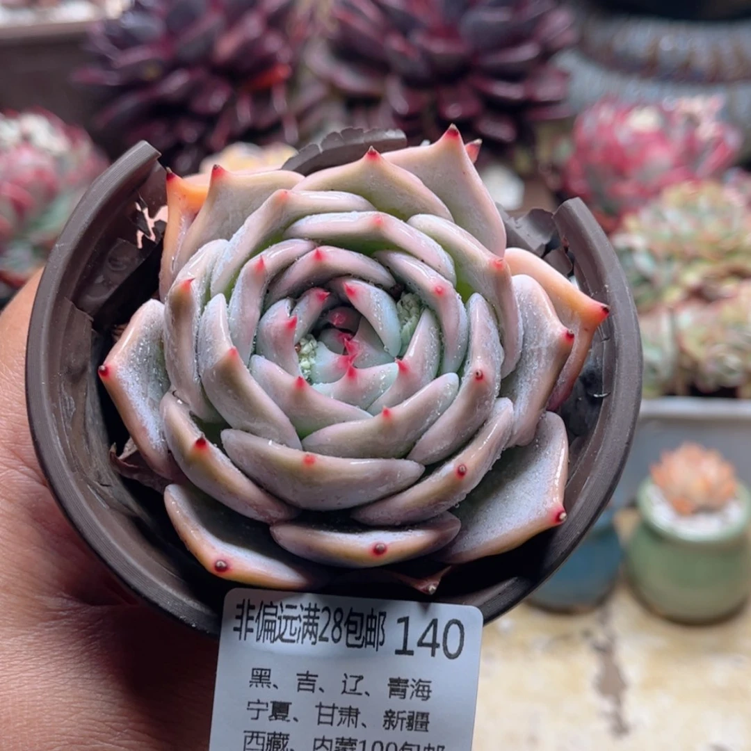 【闪购商品】140皮卡丘