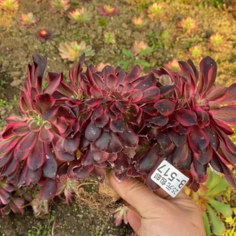 517美杜莎豹纹缀满25包邮多肉