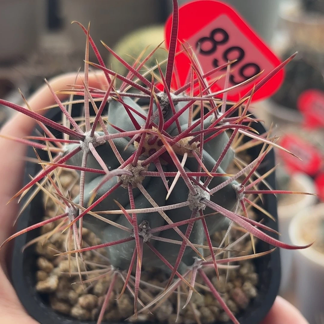 仙人球实生刈穗玉