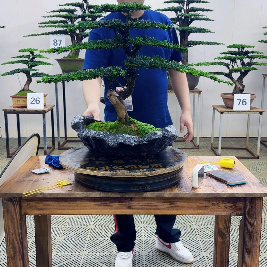 无花朵珍珠罗汉松造型盆景