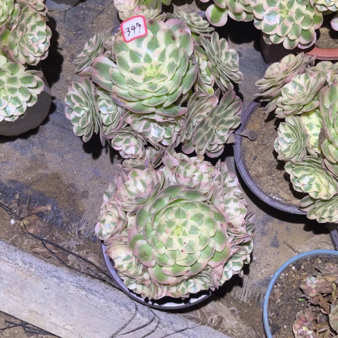 e***行349多肉植物荔枝2颗