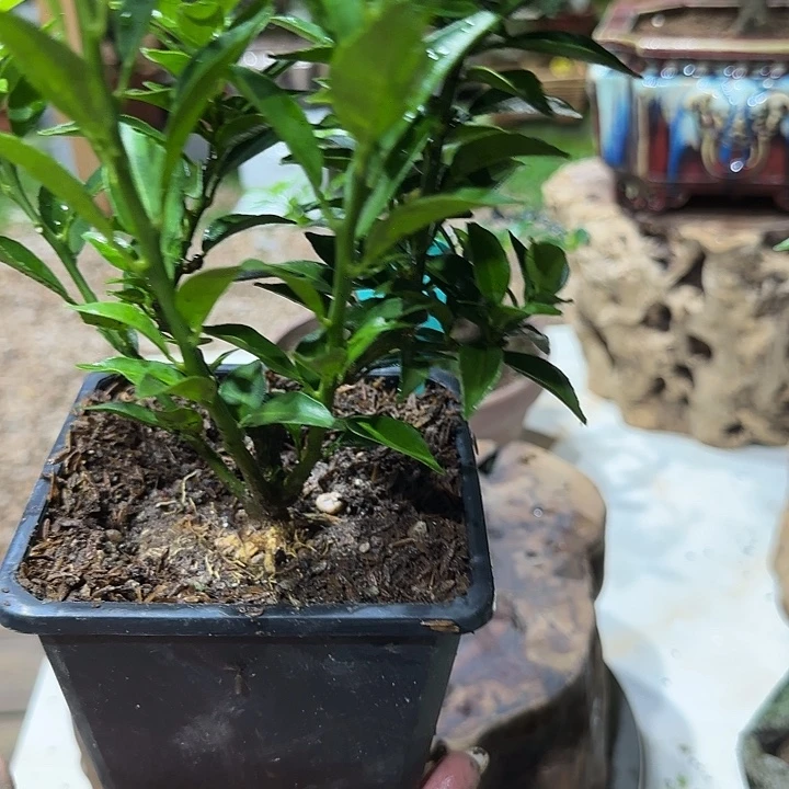 广***茶直播间八房柑一物一拍