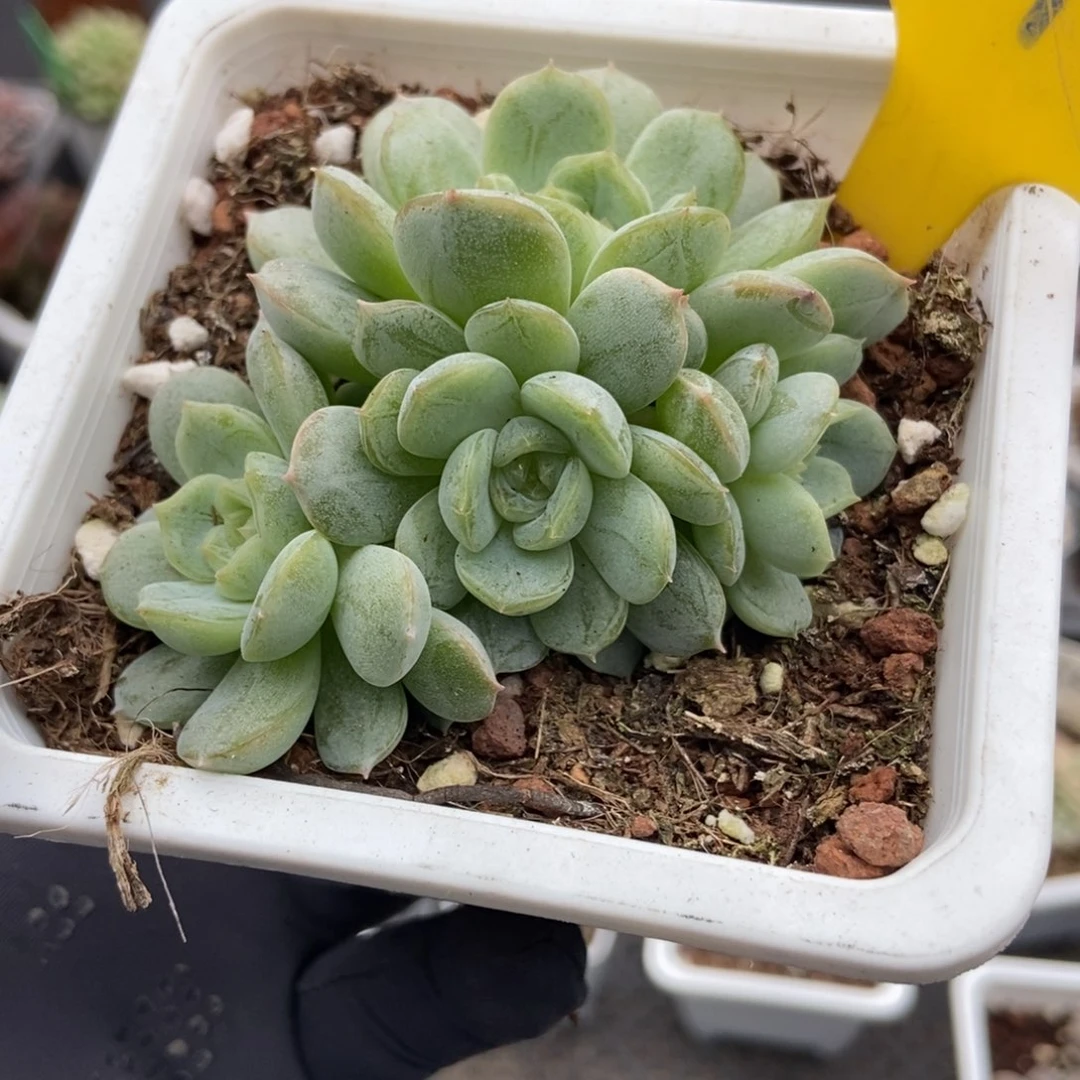 878白恋多肉植物多肉