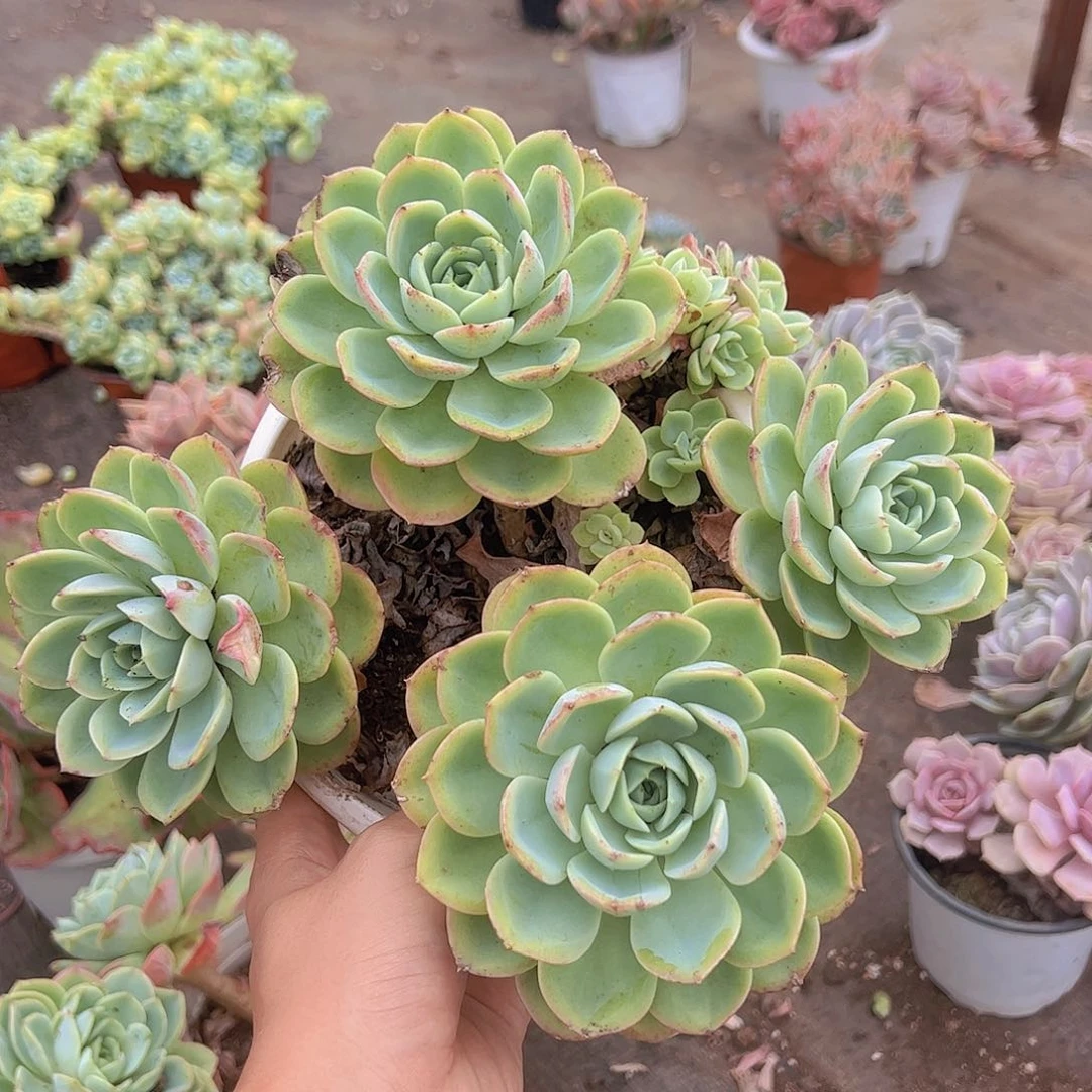 哈密瓜四头起发精品多肉老桩