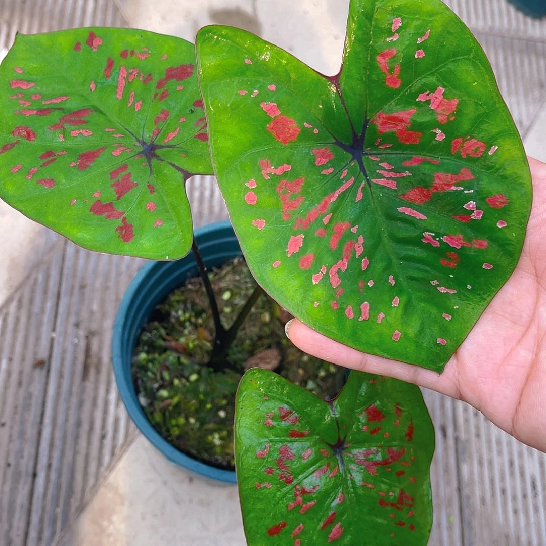 完全开放泰彩一物一拍9448