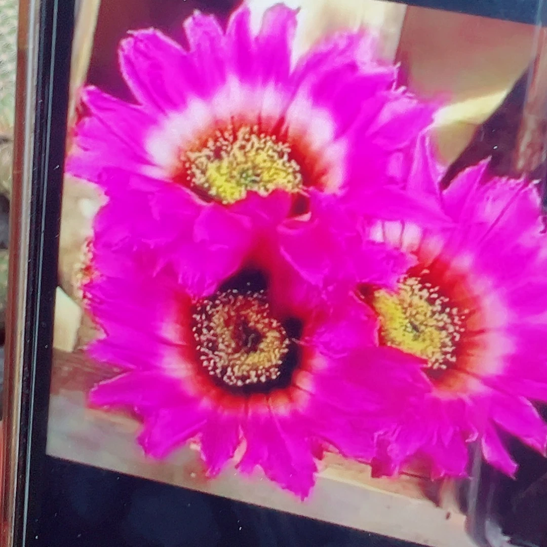 泰迪熊 侧芽 满20包邮