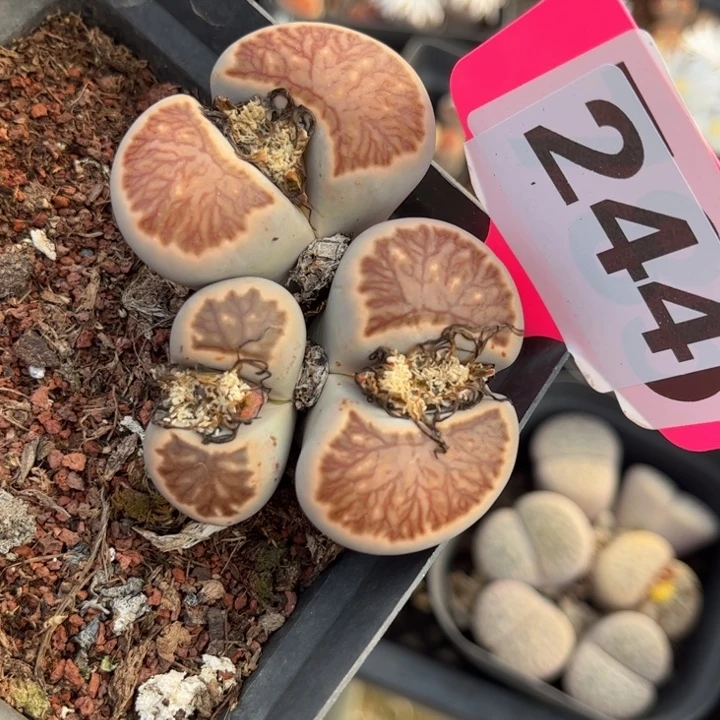 244号88888888888888