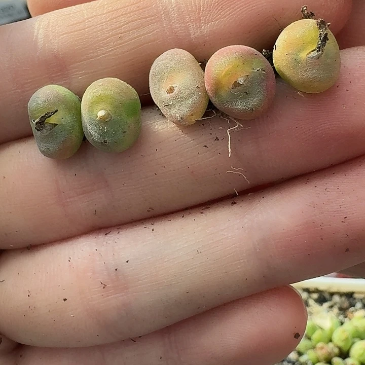 老马生石花水晶1329