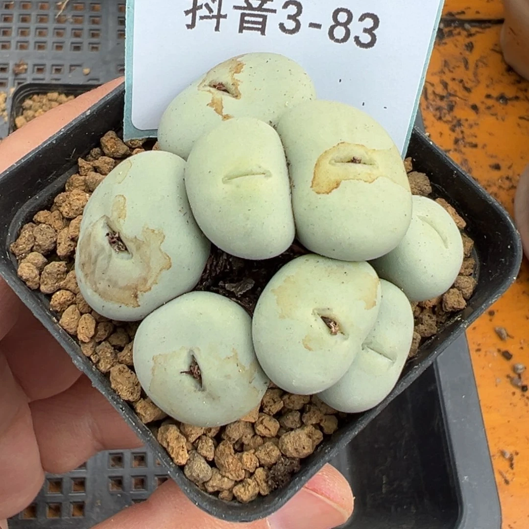 3-83肉锥多肉植物