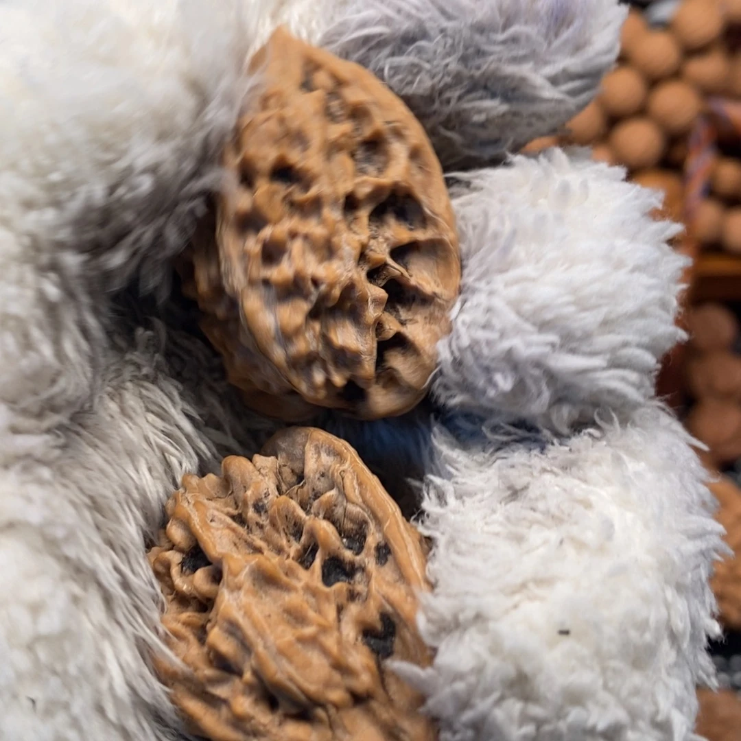 小***云秦岭森林茂密地栖息