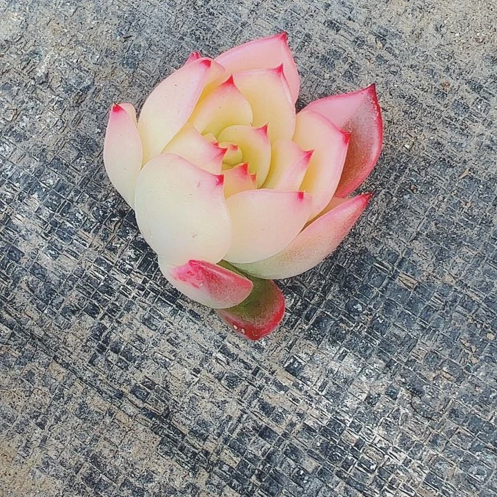 石**生多肉植物多肉植物