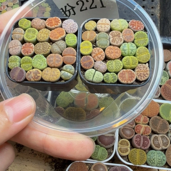 多肉植物和植物等221