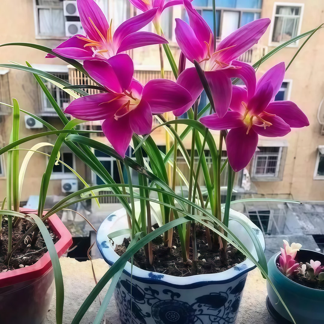 多年生风雨兰种球重瓣耐低温庭院阳台花卉绿植耐高温四季开花易养