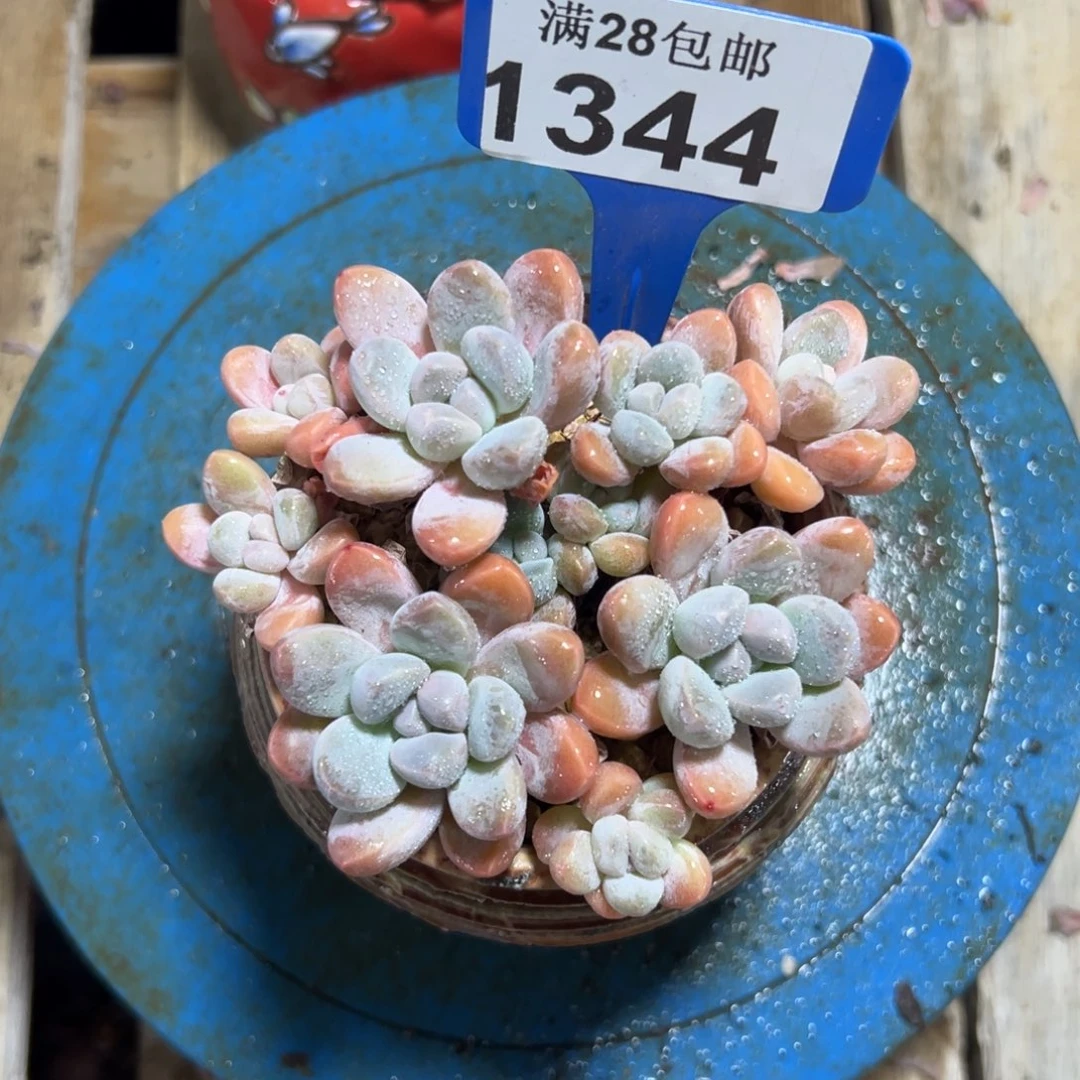 1344丽芙美人，冠服10