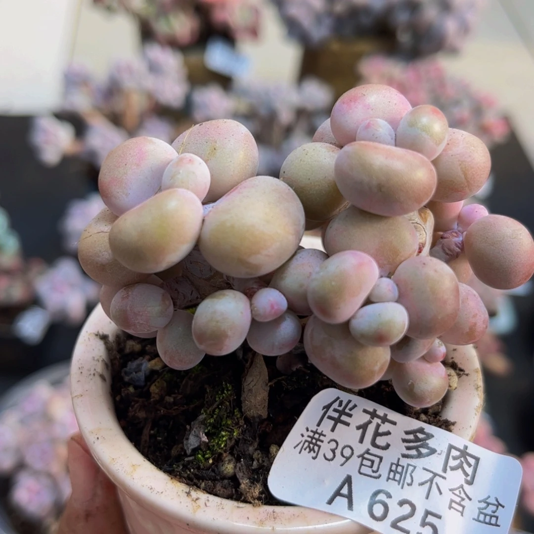 625/6cm腰子桃蛋有砍多肉