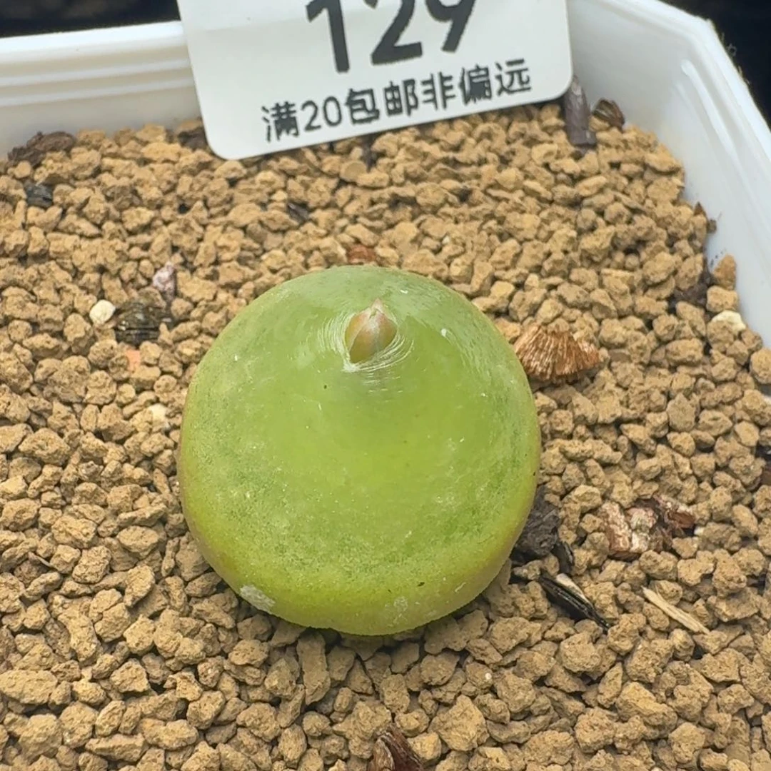 灯泡2.2带盆土。