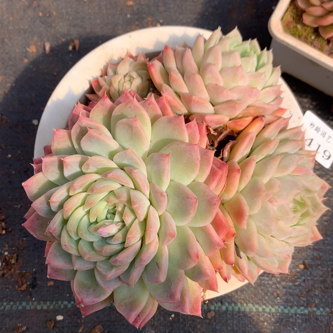 5419杂交精品基地16厘米