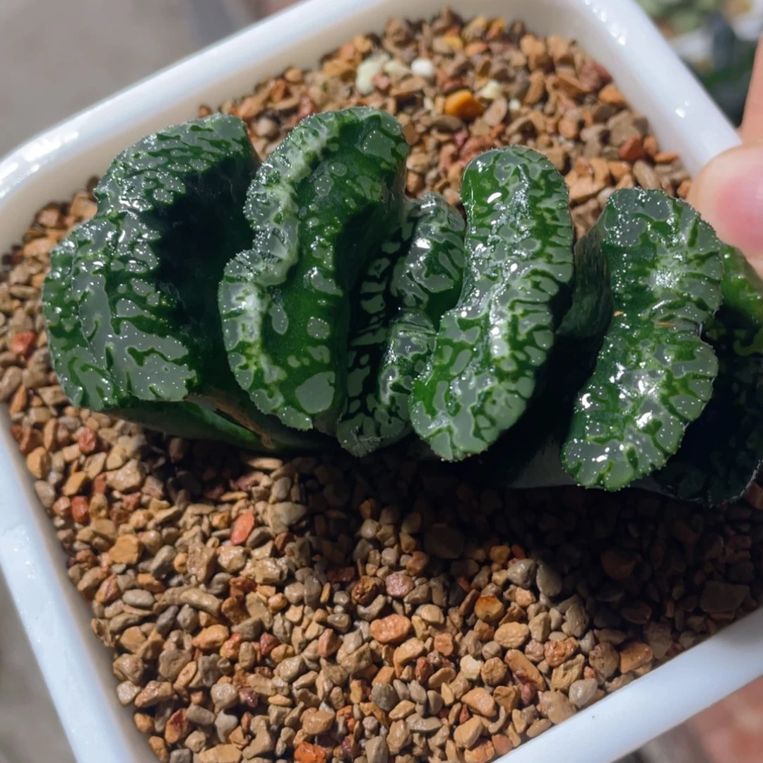 十二卷多肉实生玉扇。