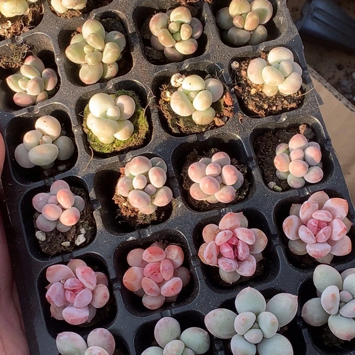 樱桃双头  咖啡 蛋黄 彩虹 樱花 香水 乘以4