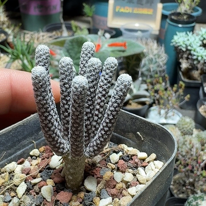 627mini牧师脱土发货