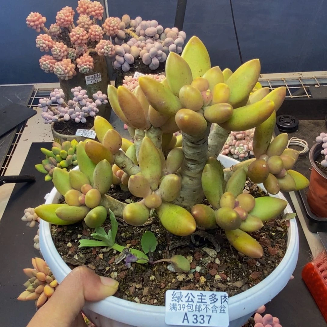 337芒果奶多肉18c m