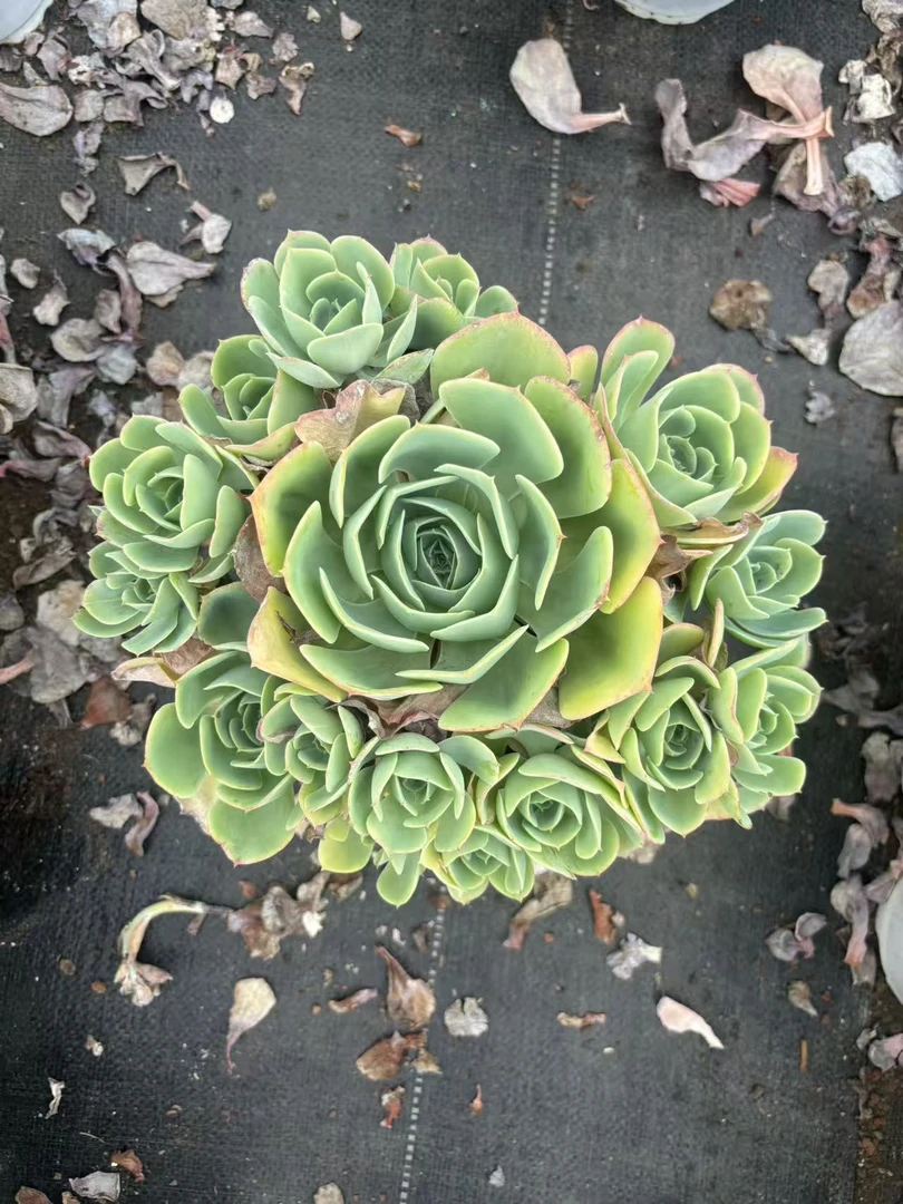 精品柠檬玫瑰老桩多肉植物组合带盆带土好养室内外绿植盆栽