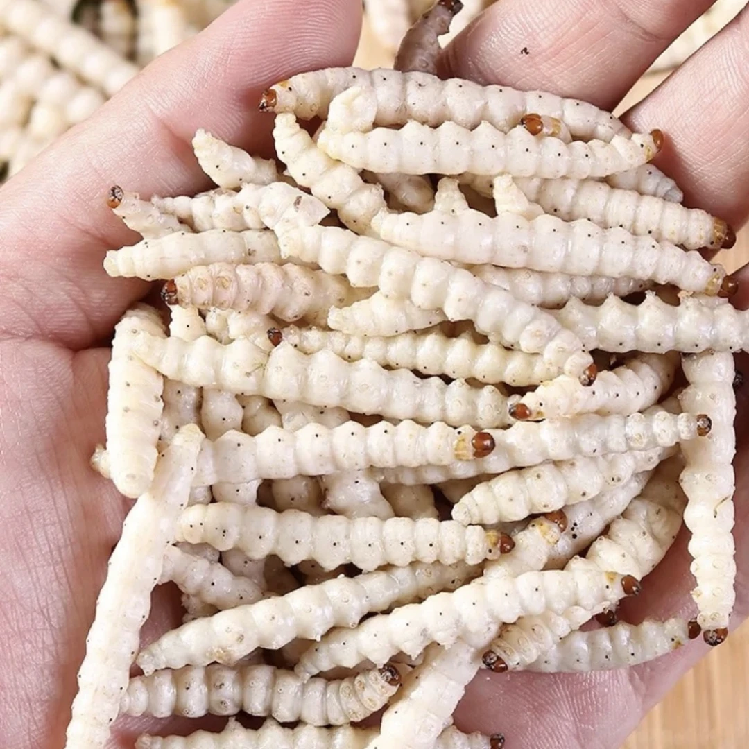 精品美味竹虫下酒佳肴