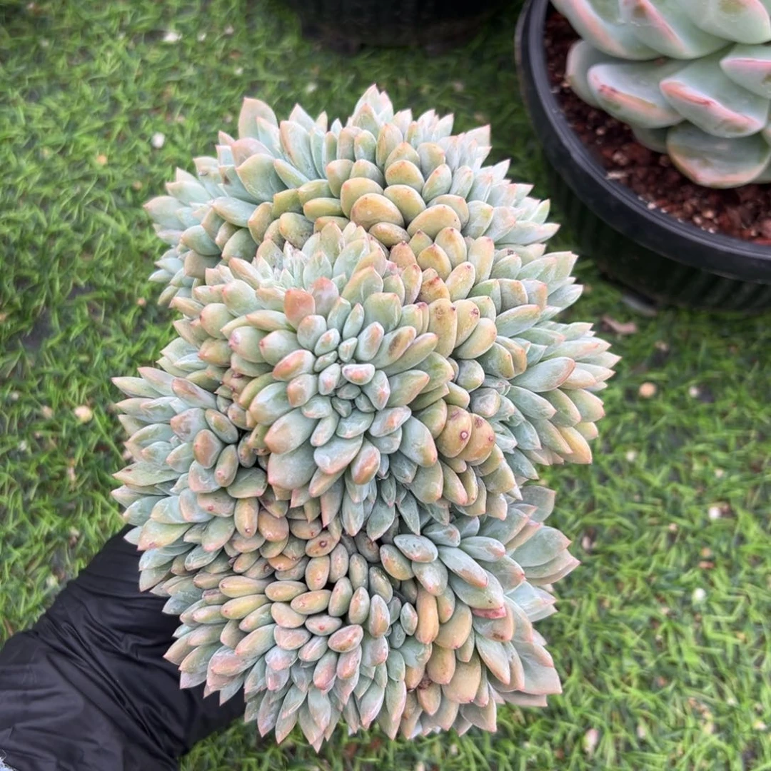 星影缀化有朵有缀   木质老桩5-27