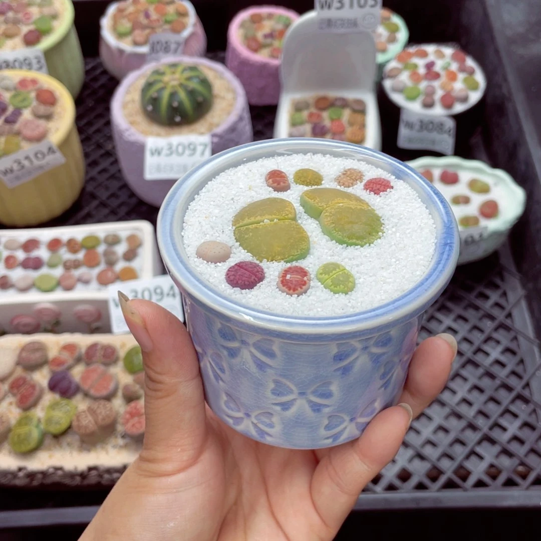 陌*w3109 带盆土发货一物一拍