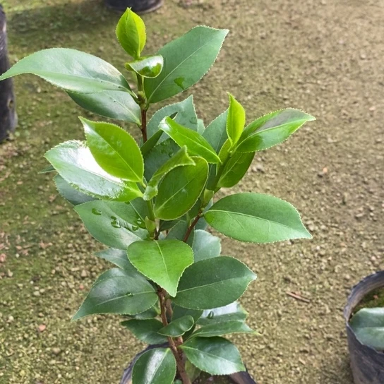 当前无花栽培后可以开花
