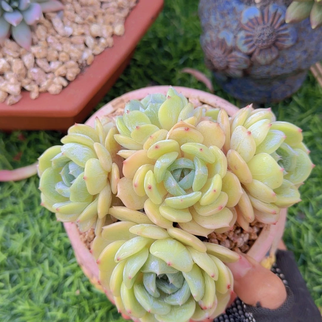 怀**瑶多肉植物我多肉植物