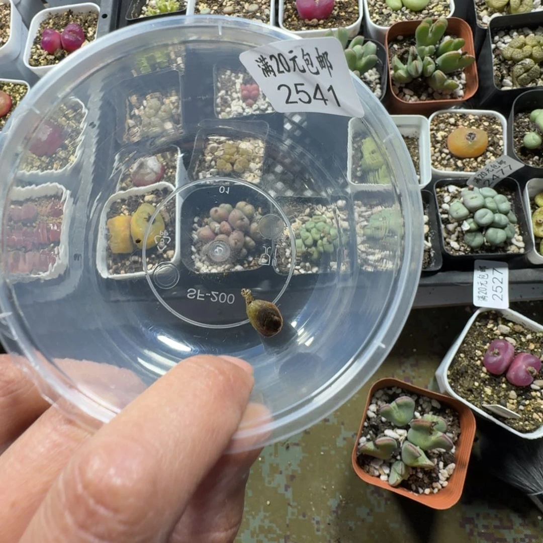 墨*、2541。多肉植物多肉植物