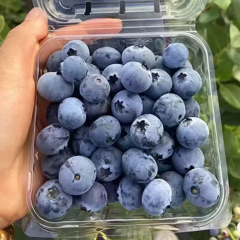 [精品大果]高山露天花香蓝莓高山种植自熟现采现发