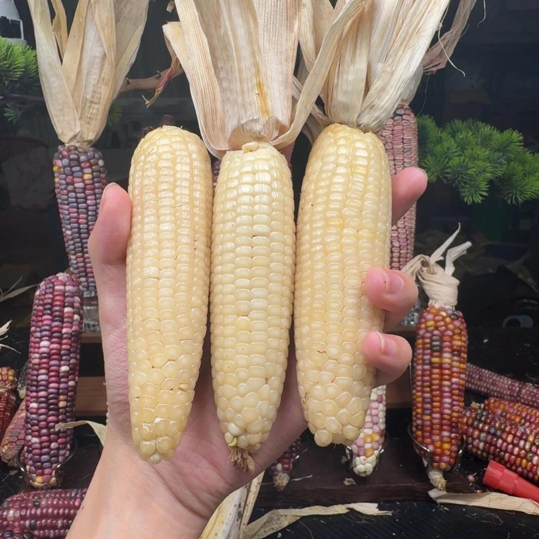 妞***柏香籽/百香籽吊坠