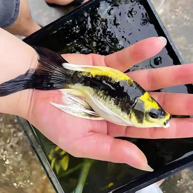 蝴蝶鲤玛雅德系大酋长球体长尾短身锦鲤冷水耐活淡水观赏鱼金鱼