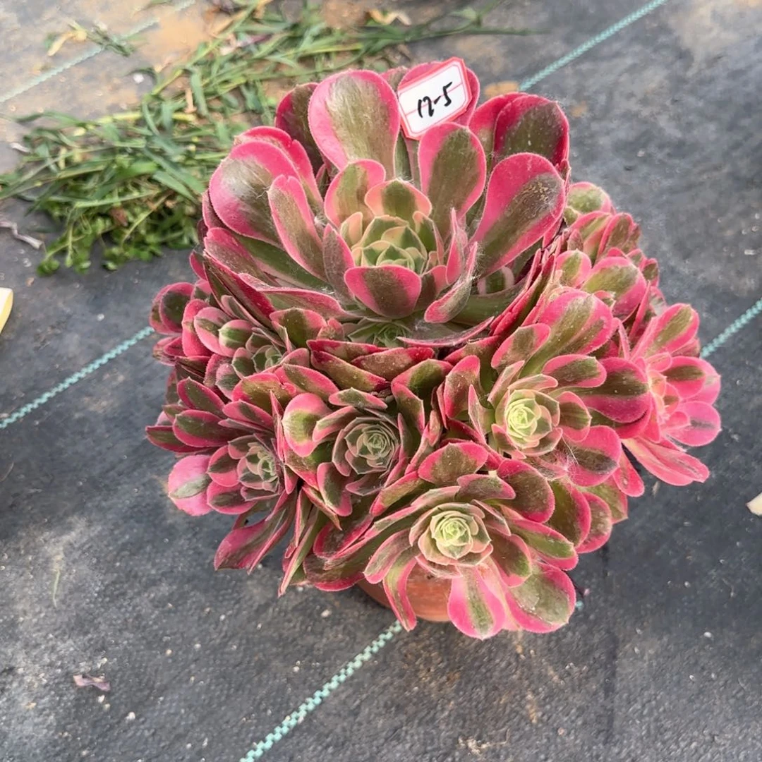 12-5女郎多肉植物